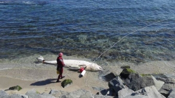 Ballena muerta en Mataró