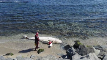 Ballena muerta en Mataró